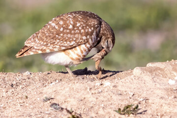 Wild burrowing owls at a wildlife refuge in Colorado.