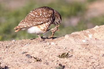 Wild burrowing owls at a wildlife refuge in Colorado.