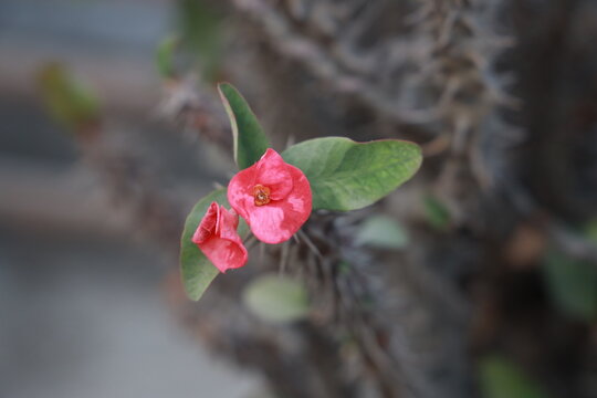 red and white flower