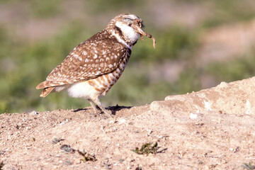 Wild burrowing owls at a wildlife refuge in Colorado.