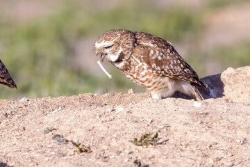 Wild burrowing owls at a wildlife refuge in Colorado.