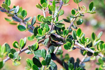 close up green leaves on the branches of tree 