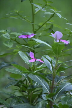 pink flowers in the garden