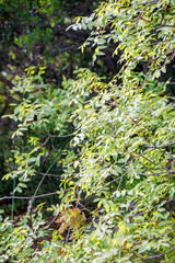 Fototapeta premium tree leaves in the forest