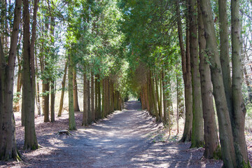Awesome view of beautiful alley in a city park. Scenic shady pathway. Deserted spring garden. An asphalt path with benches for relaxing and listening to birdsong