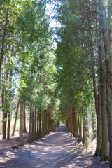 Awesome view of beautiful alley in a city park. Scenic shady pathway. Deserted spring garden. An asphalt path with benches for relaxing and listening to birdsong