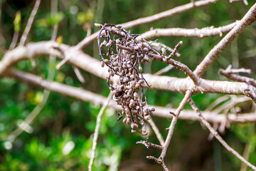 close up dried tree branches in the forest