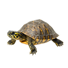 Fototapeta premium Detailed Close-up of a Yellow-Spotted Turtle