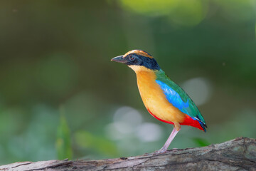 kingfisher on branch