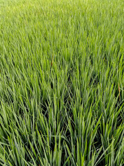 Green rice seedlings growing densely in a paddy field. Spring and Summer Background. natural green background.
