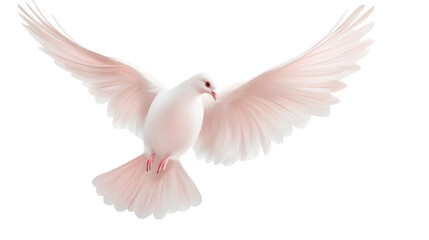 Elegant Pure White Pigeon in Flight Isolated on White Background – Graceful Bird Illustration for Peace and Freedom Concepts