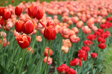 Fototapeta premium Red and orange tulip flowers, spring background. Field of blooming tulips