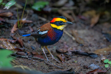 bird on the ground