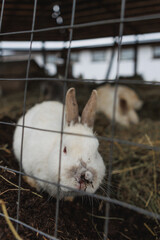 A fluffy, white rabbit can be seen sitting behind a sturdy wire fence, watching the world outside with curious eyes and twitching nose