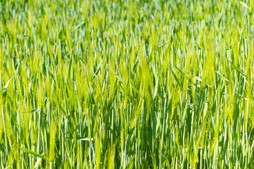 A vibrant wheat field with green stalks shining in the sun shows the beauty of growth in nature.