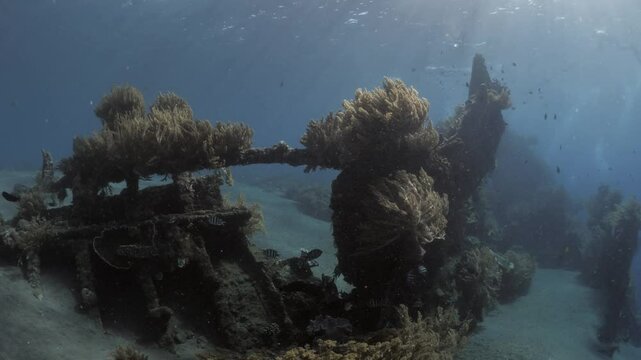 4K slow motion underwater view of the Japanese Wreck off the coast of Amed, Bali. The sunken boat is covered with soft corals and surrounded by schools of tropical fish.