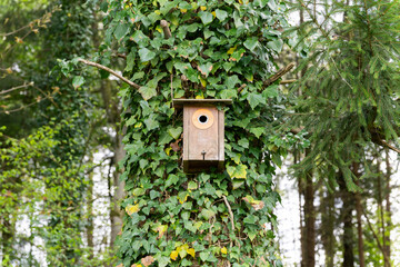 A wooden birdhouse on an ivy-covered tree, ideal for garden birds in a natural environment.