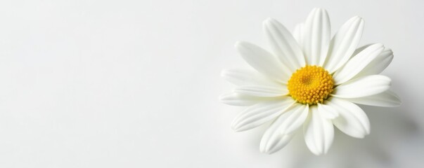 Fototapeta premium A pristine Marguerite daisy, showcasing its delicate structure and bright white petals on a clean, white background , petals, blossom