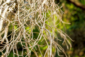 selective shot bare tree branches against green background in the woods	