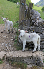 Obraz premium Lamb posing by a dry stone wall, Derbyshire England 