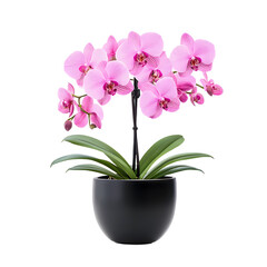 Naklejka premium Beautiful Pink Orchids in a Modern Black Pot
