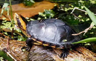 Black River Turtle (Rhinoclemmys funerea) basking on log in freshwater wetland, Costa Rica