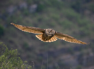 peregrine falcon in flight