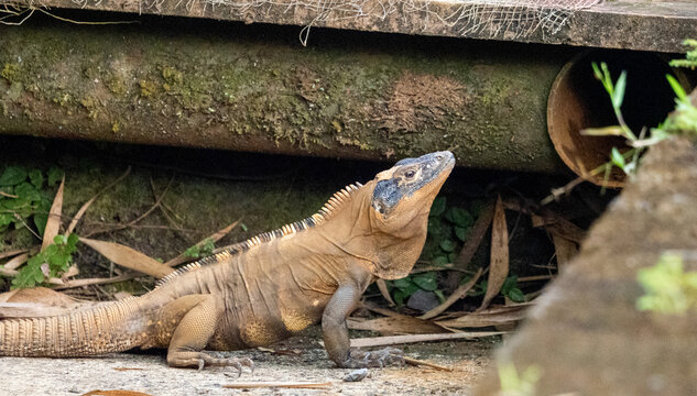 Brown iguana basking near concrete wall in dry forest habitat, Costa Rica - Powered by Adobe