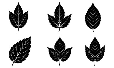 Ash Leaf Silhouette vector illustration
