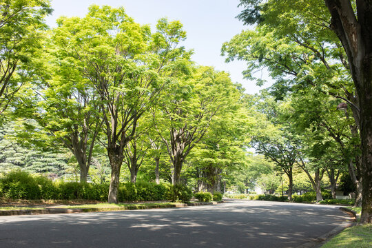 新緑の公園