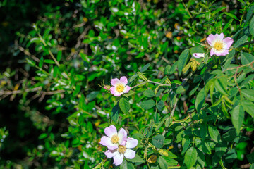 pink flowers with leaves in the garden
