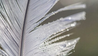 Captivating detail of a dew-drenched feather nature macro photography outdoor close-up elegance