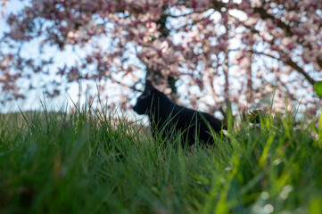 Green grass in the foreground, a black cat out of focus in the background