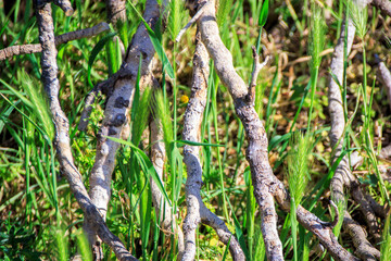 tree bare branches and meadow plants