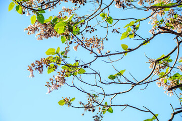 spring tree branch with blue sky
