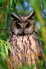 great horned owl in autumn