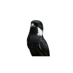 Fototapeta premium Black and white bird sits looking forward with a dark backdrop, perched on a tree