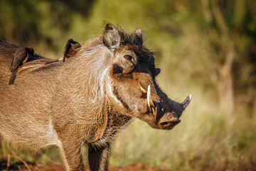 Common warthog  portrait with oxpecker in greater Kruger National park, South Africa ; Specie Phacochoerus africanus family of Suidae