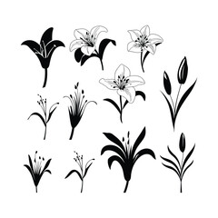 Lily Flower Silhouette Clipart Set Black on White Background