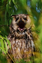 great horned owl on a branch