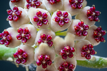 Blüten der Porzellanblume (Hoya carnosa)