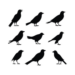 Crow Bird Set Silhouette Clipart on White Background