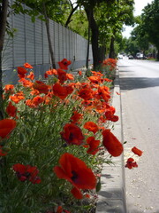 Vibrant poppies bloom in the lane between the small city road and the fence