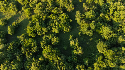 Aerial top-down view of a dense green forest captured by drone. Scenic natural landscape with treetops and lush vegetation. Tranquil and untouched nature from a birdâ€™s-eye perspective.