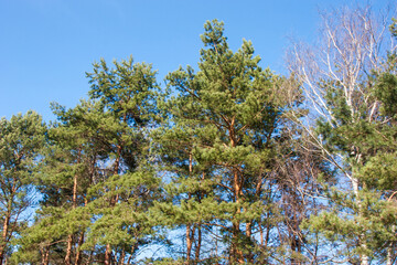 towering fir trees against a backdrop of blue sky. Long evergreen trees with bright green needles in good spring weather. Clean air, pleasant view. Natural background with copy space