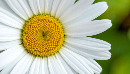 Fototapeta premium the image is a close up of a flower. the central disc is a bright, concentrated yellow, composed of many tightly packed components