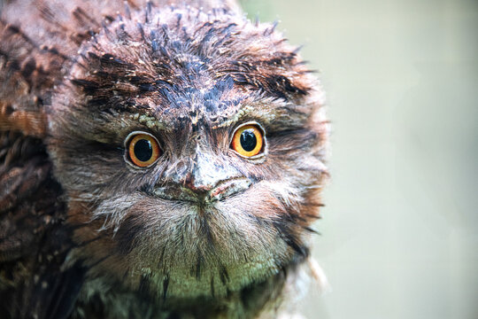 Portrait of an Tawny frogmouth owl