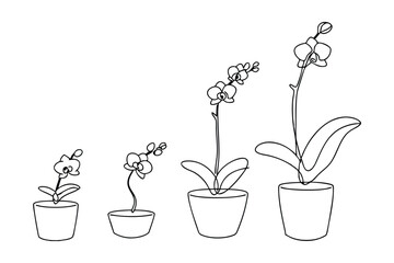 Continuous line drawing illustrating the growth stages of an orchid plant in a pot