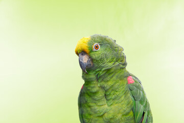 Portrait of a Green parrot in vivid colours looking at the camera
