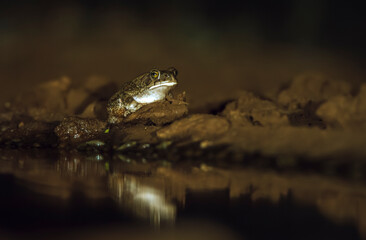 Eastern olive toad along waterhole at night in Greater Kruger National park, South Africa ; Specie Sclerophrys garmani  family of Bufonidae